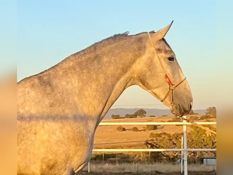 PRE Mix Hengst 3 Jahre 175 cm Schimmel in Navalvillar De Pela