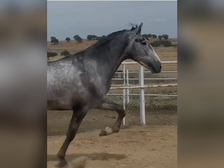 PRE Mix Hengst 3 Jahre 175 cm Schimmel in Navalvillar De Pela
