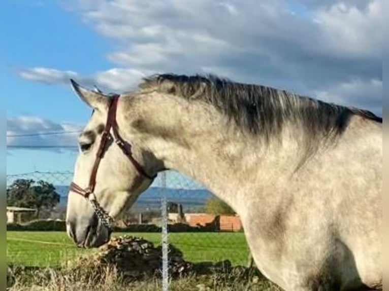 PRE Mix Hengst 3 Jahre 175 cm Schimmel in Navalvillar De Pela