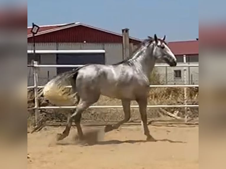 PRE Hengst 3 Jahre 175 cm Schimmel in Navalvillar De Pela