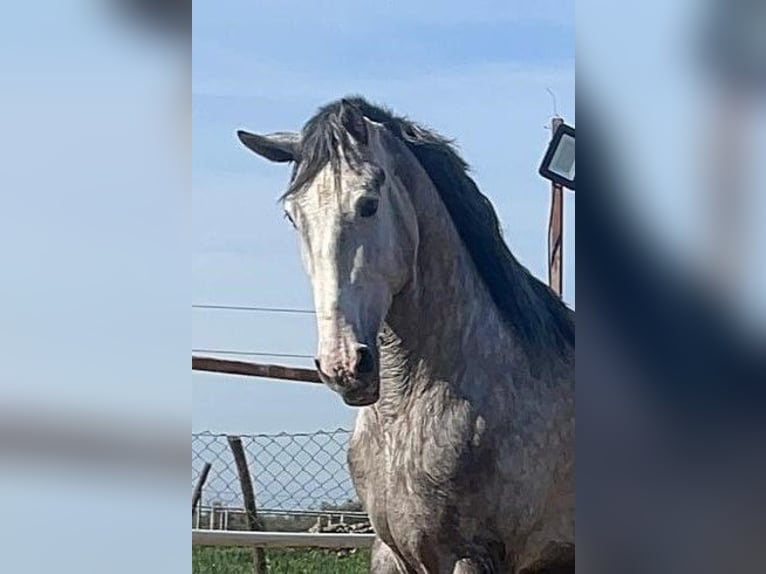 PRE Mix Hengst 3 Jahre 175 cm Schimmel in Navalvillar De Pela