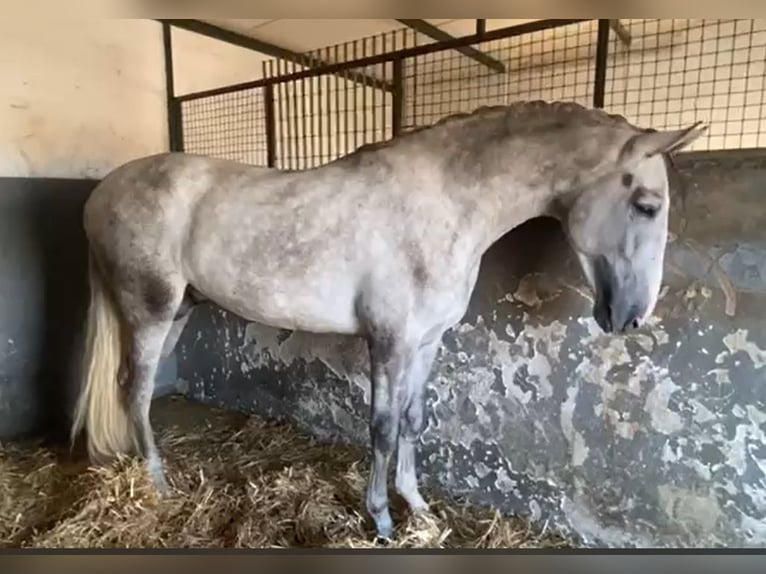 PRE Hengst 3 Jahre 175 cm Schimmel in Navalvillar De Pela