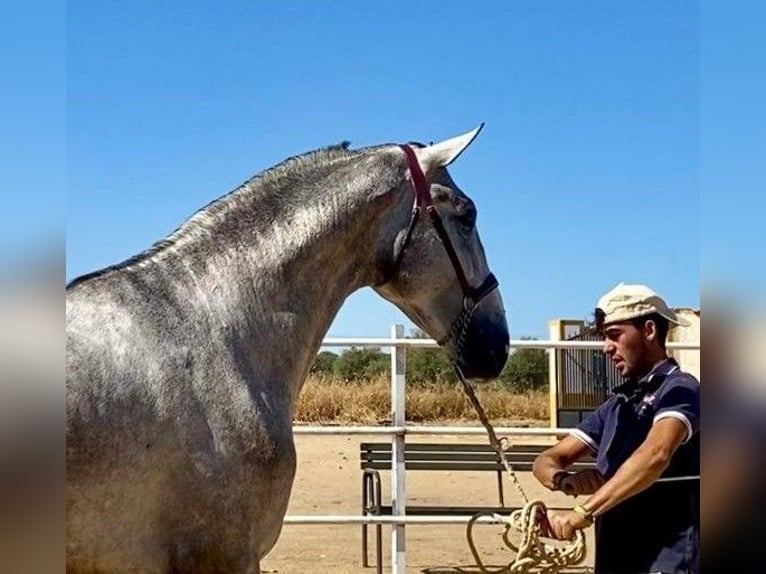 PRE Mix Hengst 3 Jahre 175 cm Schimmel in Navalvillar De Pela
