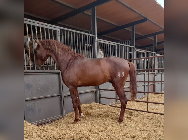 PRE Hengst 3 Jahre Dunkelfuchs in Navarra