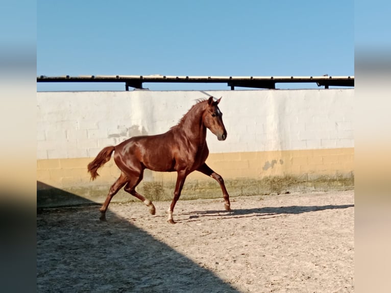PRE Hengst 3 Jahre Dunkelfuchs in Navarra