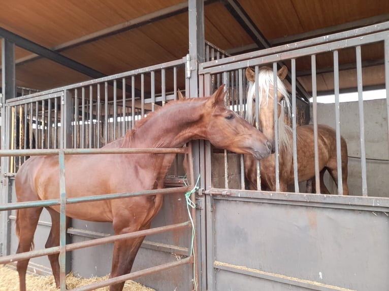PRE Hengst 3 Jahre Dunkelfuchs in Navarra