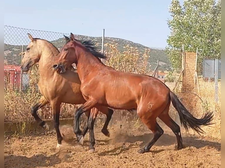 PRE Hengst 3 Jahre Rotbrauner in Ciudad Real