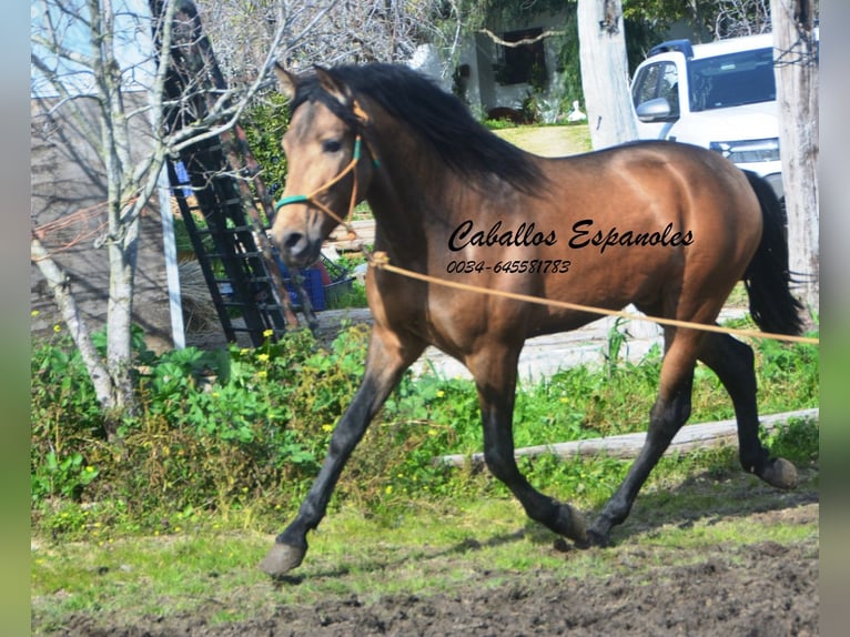 PRE Mix Hengst 4 Jaar 149 cm Buckskin in Vejer de la Frontera