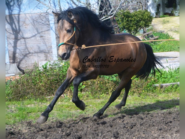 PRE Mix Hengst 4 Jaar 150 cm Buckskin in Vejer de la Frontera