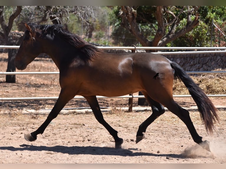 PRE Hengst 4 Jaar 154 cm Bruin in Mallorca