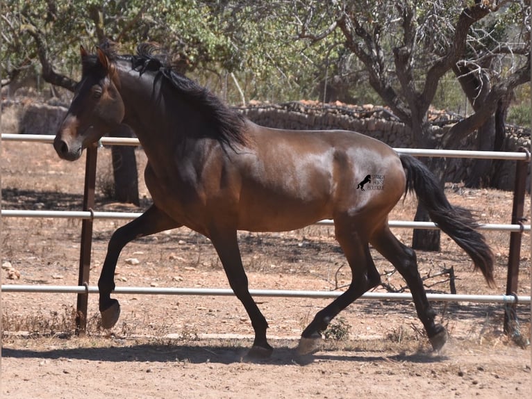 PRE Hengst 4 Jaar 154 cm Bruin in Mallorca