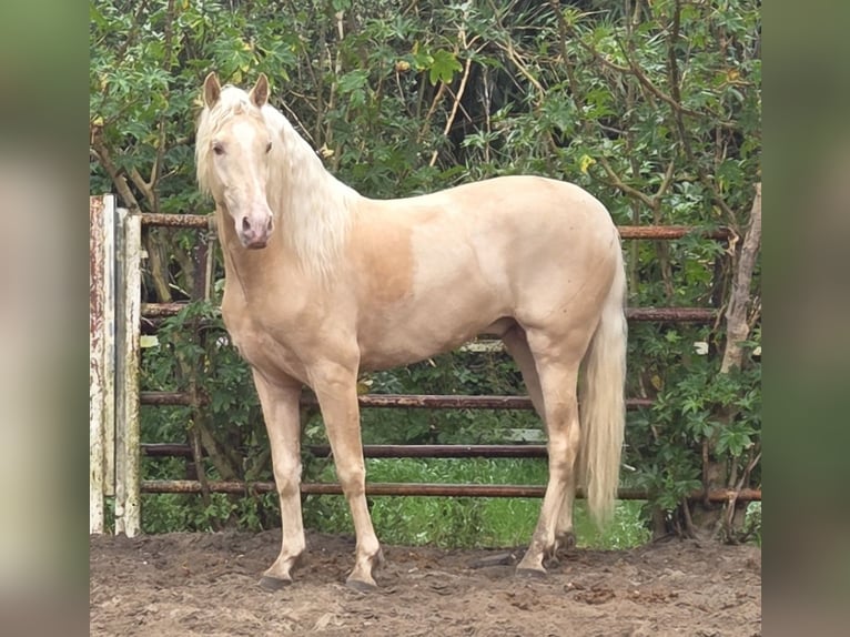 PRE Mix Hengst 4 Jaar 154 cm Palomino in Vejer de la Frontera