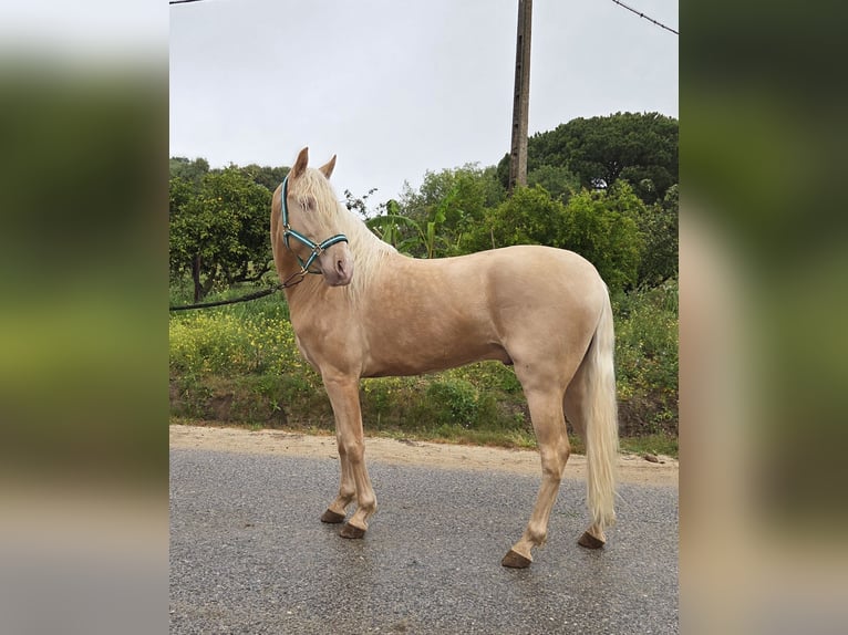 PRE Mix Hengst 4 Jaar 154 cm Palomino in Vejer de la Frontera