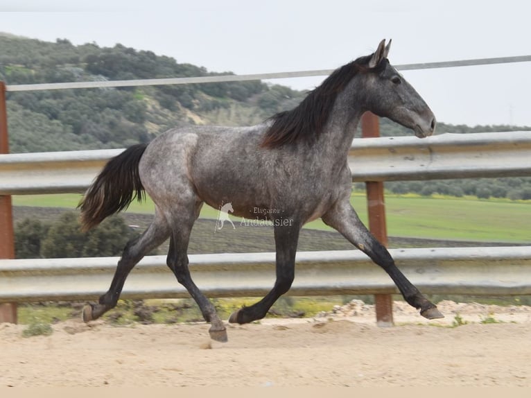 PRE Mix Hengst 4 Jaar 154 cm Schimmel in Provinz Cordoba