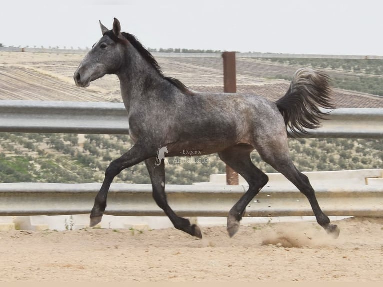 PRE Mix Hengst 4 Jaar 154 cm Schimmel in Provinz Cordoba