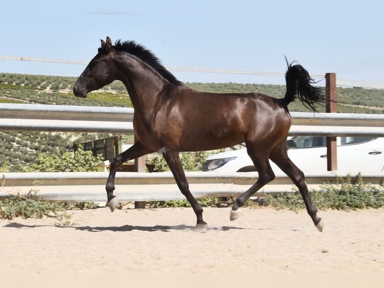 PRE Hengst 4 Jaar 154 cm Zwart in Provinz Cordoba