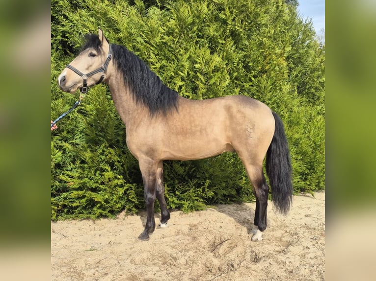PRE Mix Hengst 4 Jaar 155 cm Falbe in Ermenonville