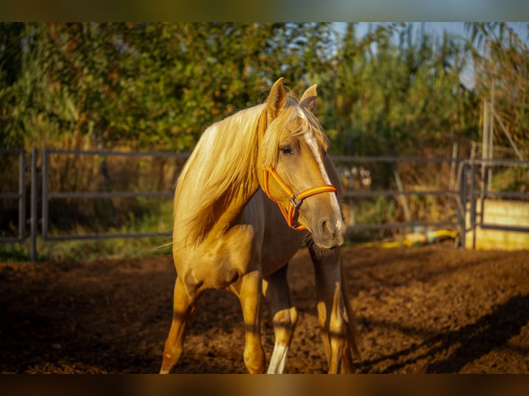 PRE Hengst 4 Jaar 155 cm Palomino in Valencia