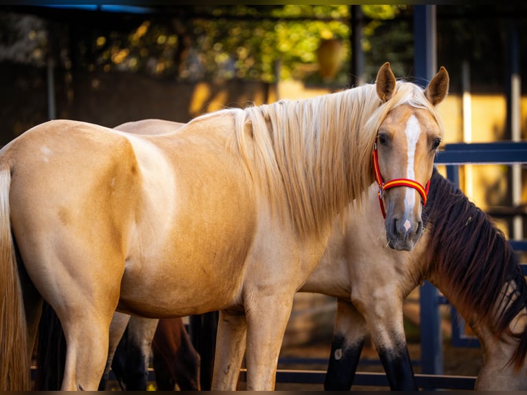 PRE Hengst 4 Jaar 155 cm Palomino in Valencia