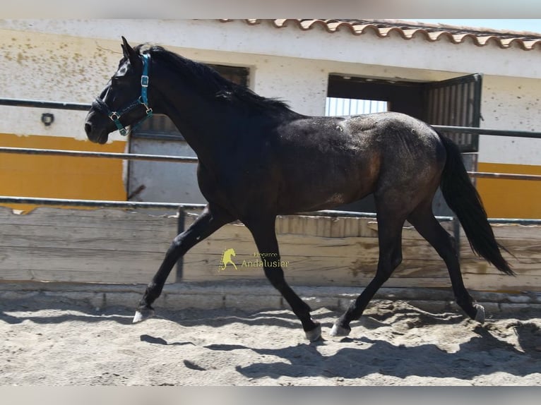 PRE Hengst 4 Jaar 155 cm Zwart in Provinz Malaga