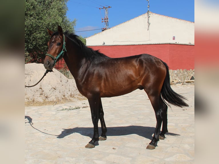 PRE Mix Hengst 4 Jaar 156 cm Bruin in Vejer de la Frontera