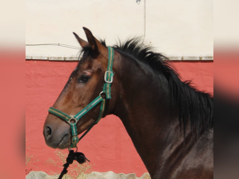 PRE Mix Hengst 4 Jaar 156 cm Bruin in Vejer de la Frontera