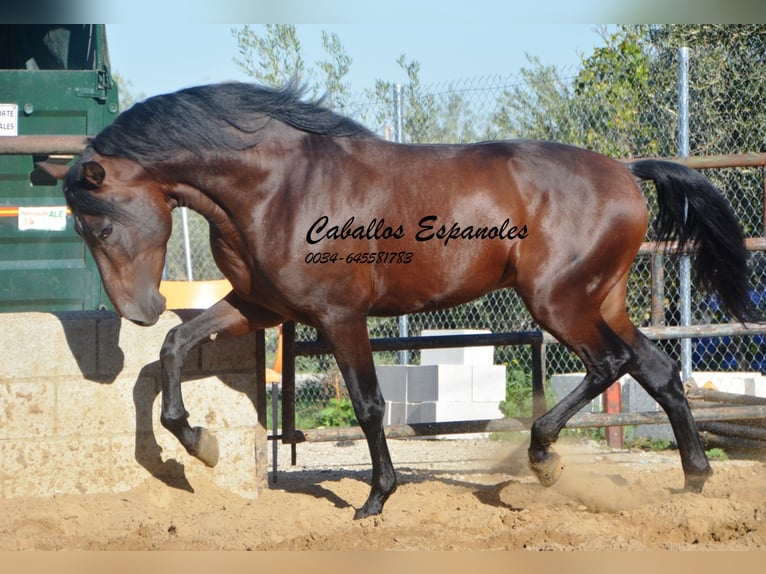 PRE Hengst 4 Jaar 156 cm Bruin in Vejer de la Frontera