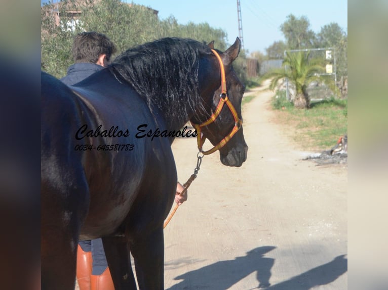 PRE Hengst 4 Jaar 156 cm Bruin in Vejer de la Frontera