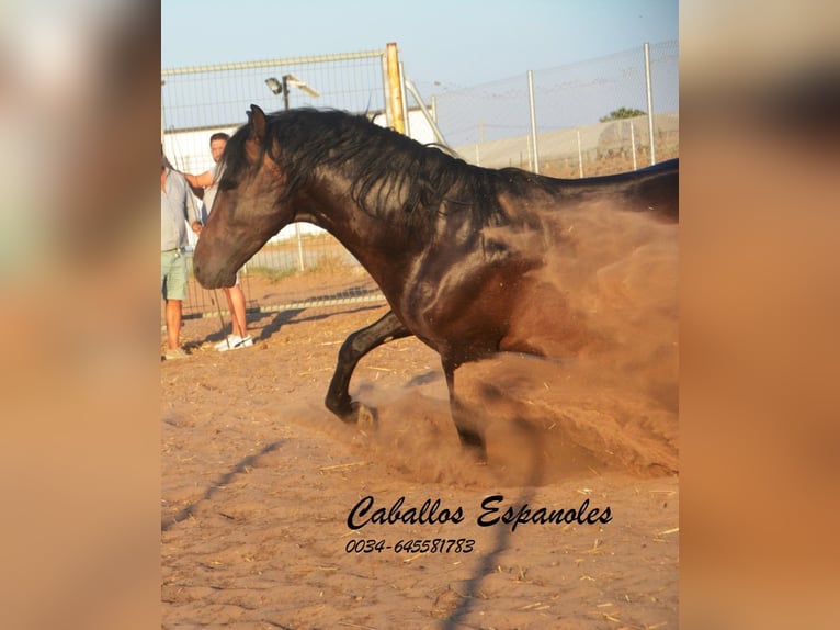 PRE Hengst 4 Jaar 156 cm Donkerbruin in Vejer de la Frontera
