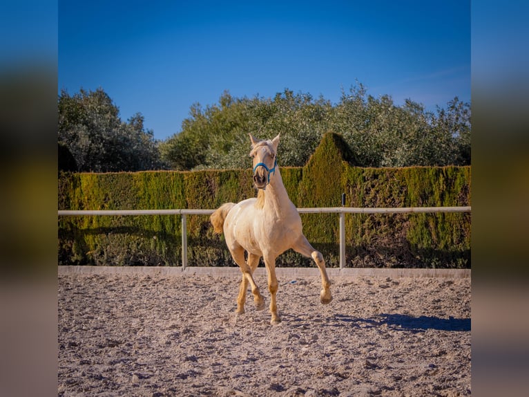 PRE Mix Hengst 4 Jaar 156 cm Palomino in Rafelguaraf