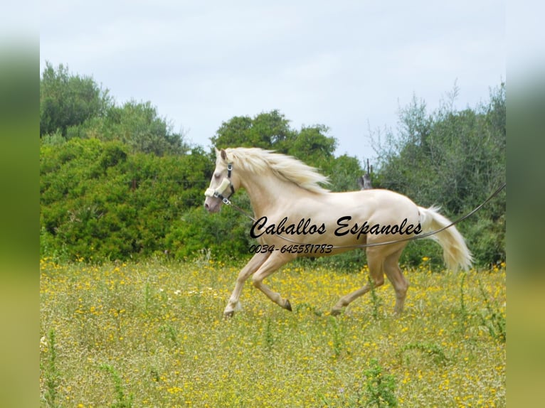 PRE Hengst 4 Jaar 156 cm Palomino in Vejer de la Frontera