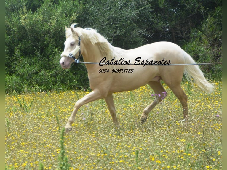 PRE Hengst 4 Jaar 156 cm Palomino in Vejer de la Frontera