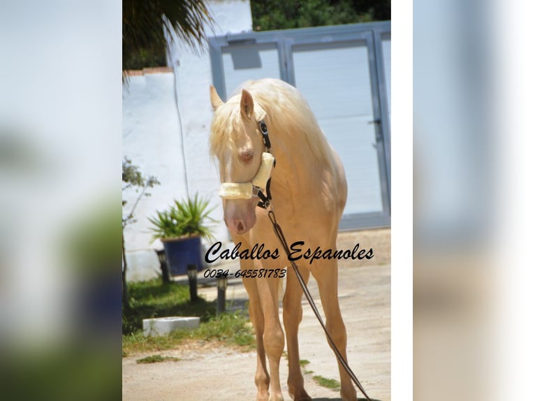 PRE Hengst 4 Jaar 156 cm Palomino in Vejer de la Frontera