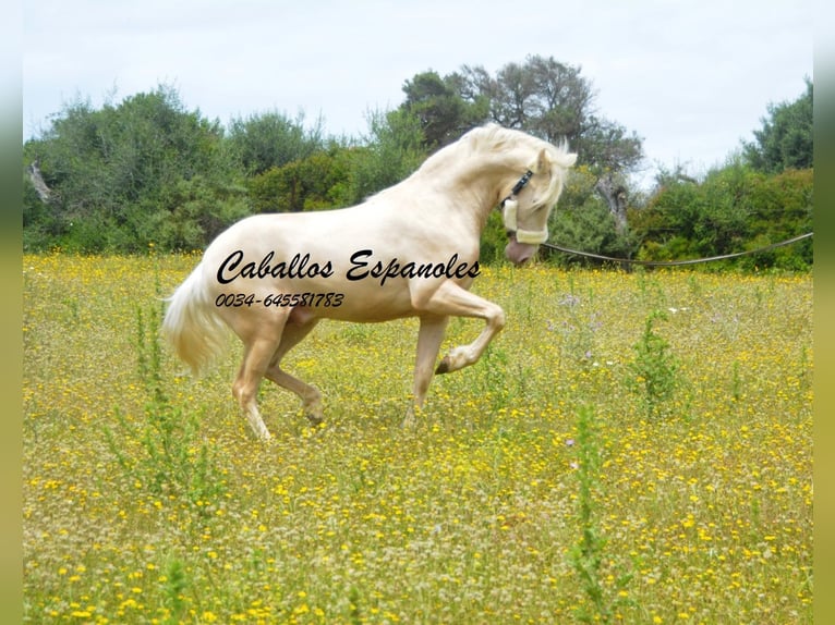 PRE Hengst 4 Jaar 156 cm Palomino in Vejer de la Frontera