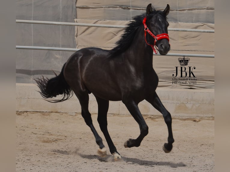 PRE Hengst 4 Jaar 156 cm Zwart in Tabernas Almeria