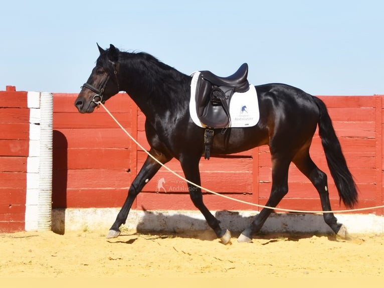 PRE Hengst 4 Jaar 157 cm Donkerbruin in Provinz Malaga