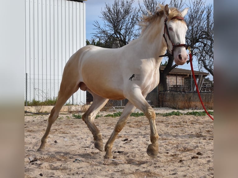 PRE Hengst 4 Jaar 157 cm Perlino in Mallorca