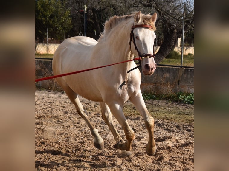 PRE Hengst 4 Jaar 157 cm Perlino in Mallorca