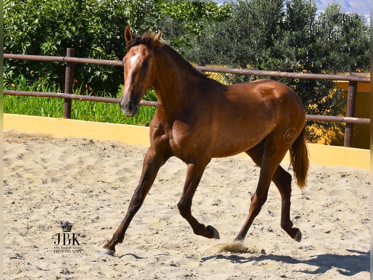 PRE Hengst 4 Jaar 157 cm Rood schimmel in Tabernas Almeria