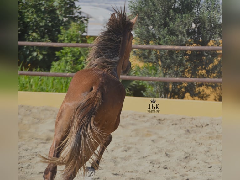 PRE Hengst 4 Jaar 157 cm Rood schimmel in Tabernas Almeria