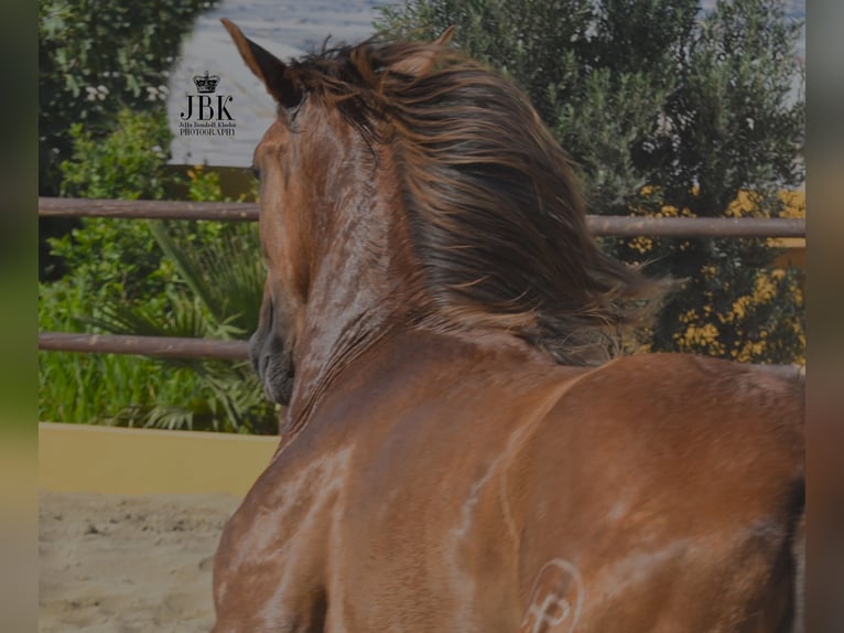 PRE Hengst 4 Jaar 157 cm Rood schimmel in Tabernas Almeria