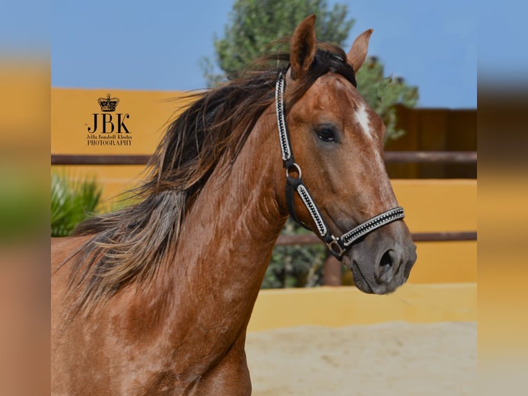 PRE Hengst 4 Jaar 157 cm Rood schimmel in Tabernas Almeria