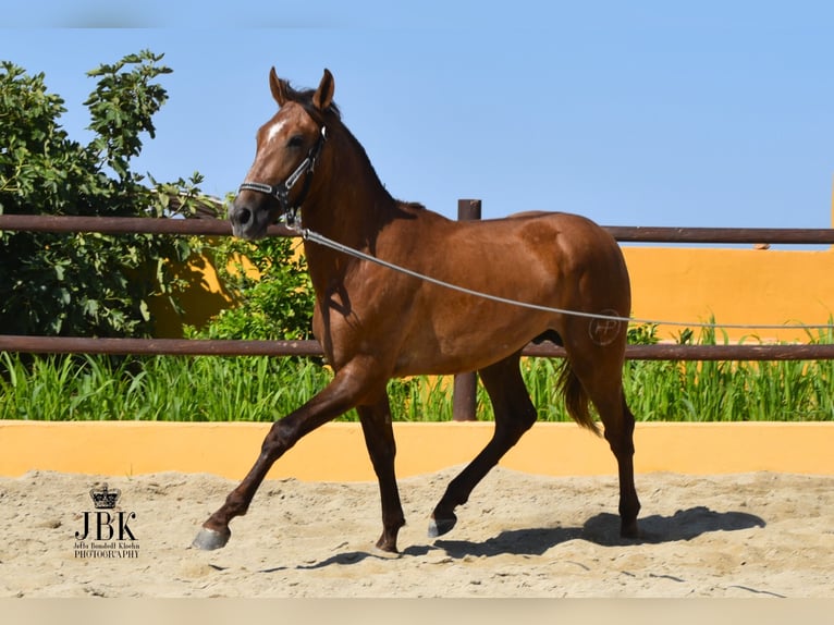 PRE Hengst 4 Jaar 157 cm Rood schimmel in Tabernas Almeria