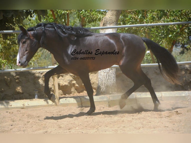 PRE Mix Hengst 4 Jaar 157 cm Zwartbruin in Vejer de la Frontera