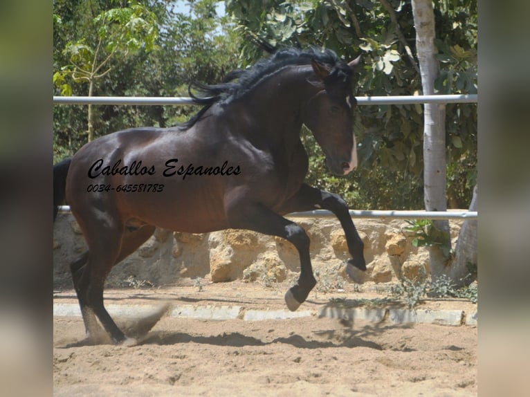 PRE Mix Hengst 4 Jaar 157 cm Zwartbruin in Vejer de la Frontera