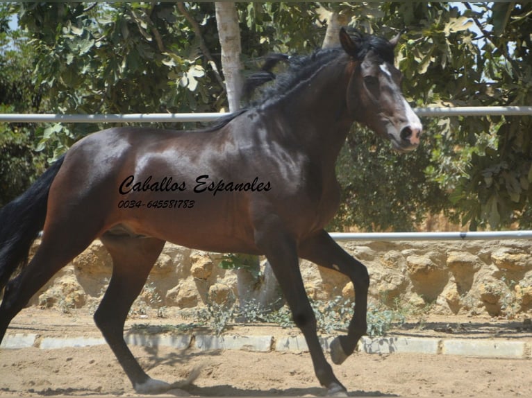 PRE Mix Hengst 4 Jaar 157 cm Zwartbruin in Vejer de la Frontera