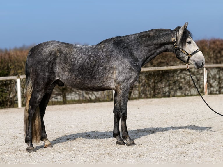 PRE Hengst 4 Jaar 158 cm Blauwschimmel in Neustadt (Wied)