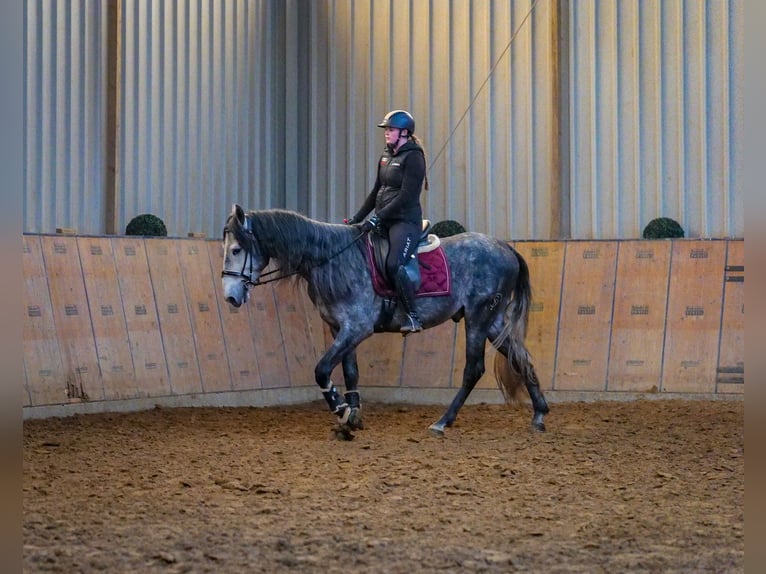 PRE Hengst 4 Jaar 158 cm Blauwschimmel in Neustadt (Wied)