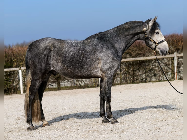 PRE Hengst 4 Jaar 158 cm Blauwschimmel in Neustadt (Wied)