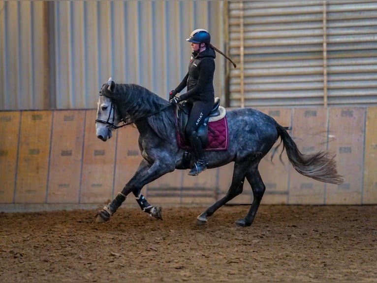 PRE Hengst 4 Jaar 158 cm Blauwschimmel in Neustadt (Wied)